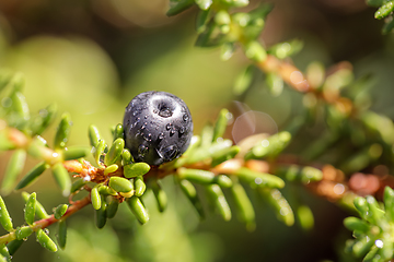 Image showing Blueberry antioxidants on a background of Norwegian nature.