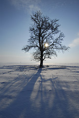 Image showing Winter