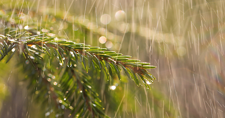 Image showing Rain on a sunny day. Close-up of rain on the background of an ev