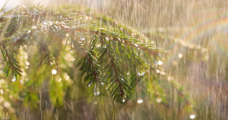 Image showing Rain on a sunny day. Close-up of rain on the background of an ev