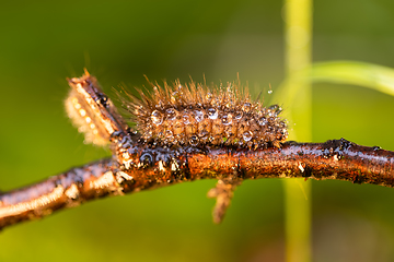 Image showing Caterpillar Phragmatobia fuliginosa also ruby tiger. A caterpill