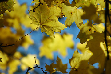 Image showing Autumnal leaves