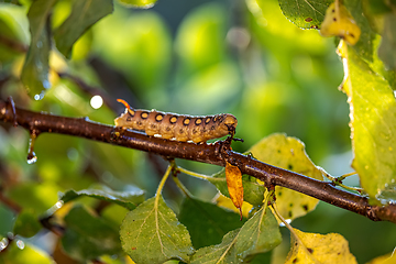 Image showing Caterpillar Bedstraw Hawk Moth crawls on a branch during the rai