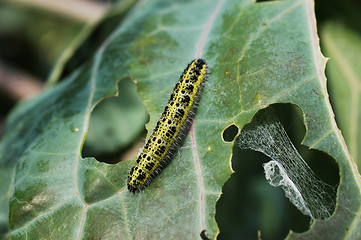 Image showing Caterpillar on cabbage