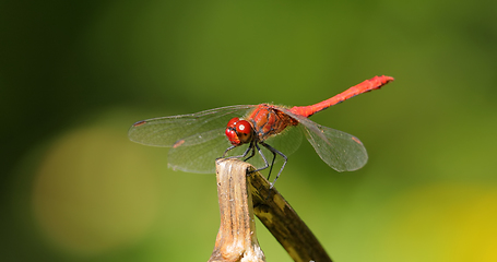 Image showing Scarlet Dragonfly (Crocothemis erythraea) is a species of dragon