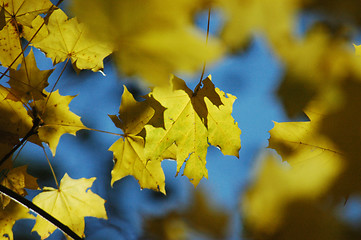 Image showing Autumnal leaves