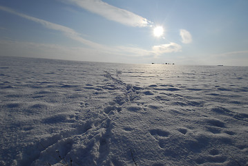 Image showing Winter field