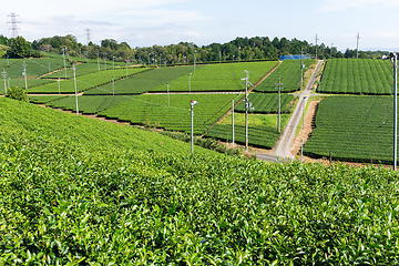 Image showing Green Tea farm