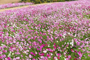 Image showing Cosmos flower field
