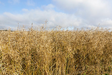 Image showing maturing field with rape