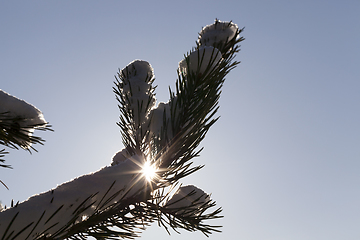 Image showing Pine trees in snow