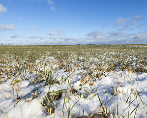 Image showing Green wheat in winter