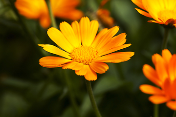 Image showing Marigold flowers