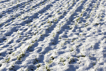 Image showing Young sprouts of wheat