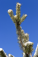 Image showing Pine forest under the snow