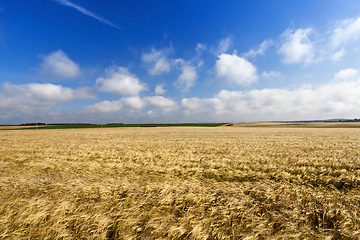 Image showing field with mature rye