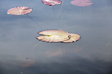 Image showing Water in the lake