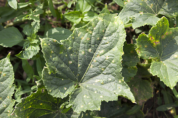 Image showing green leaves cucumber
