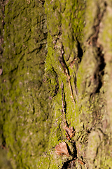 Image showing Tree bark, close-up