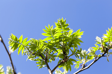 Image showing green leaves of mountain ash