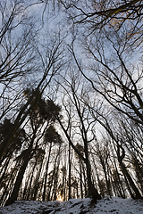 Image showing Deciduous trees in winter