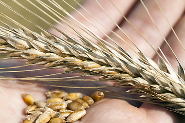 Image showing ears of cereal in hand