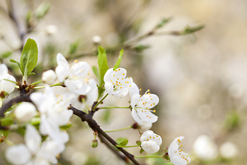 Image showing cherry blossoms, close-up