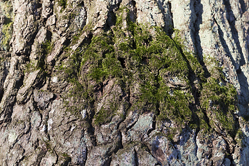 Image showing Tree bark, close-up