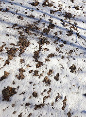 Image showing After snowfall