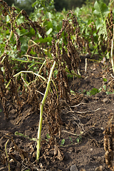 Image showing green and orange potato tops