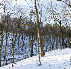 Image showing Deciduous trees in winter