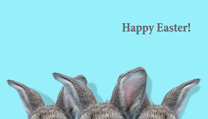 Image showing Adorable Easter bunny isolated on blue studio background, flyer, greeting card