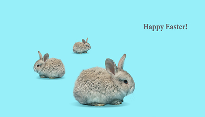 Image showing Adorable Easter bunny isolated on blue studio background, flyer, greeting card