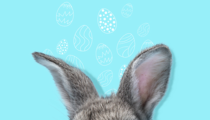 Image showing Adorable Easter bunny isolated on blue studio background, flyer, greeting card