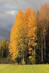 Image showing Colourful Aspen Trees in Autumn