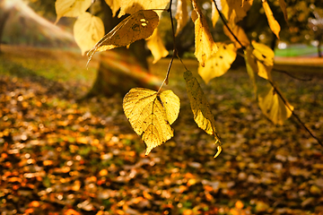 Image showing Yellow Linden Tree Leaves in Morning Sunlight