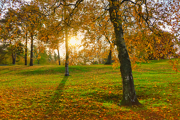 Image showing Colourful Birch Trees in Autumn