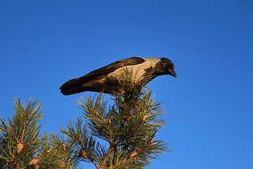 Image showing Hooded Crow Perched on Pine Tree Top