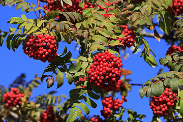 Image showing Rowan Berries, Sorbus Aucuparia