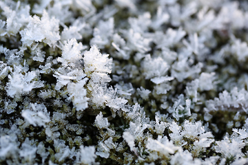 Image showing Hoarfrost Crystals on Green Moss