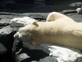 Image showing Polar bear sleeping