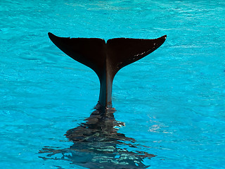 Image showing Killer whale's tail