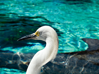 Image showing Heron