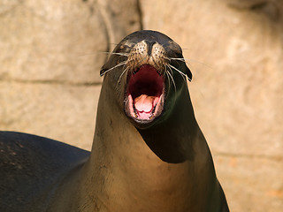 Image showing Crying sealion