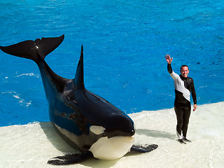 Image showing Shamu and it's trainer