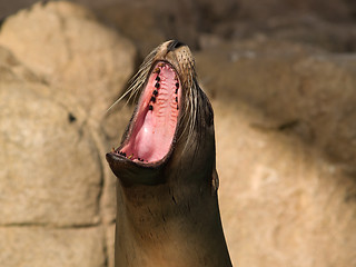 Image showing Crying sea lion