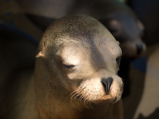 Image showing Sealion's face close-up