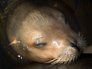 Image showing Sea lion's face close-up