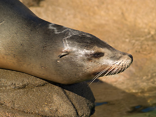Image showing Sea lion's face close-up