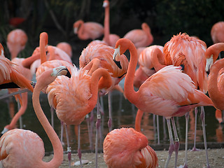 Image showing Flamingos in zoo